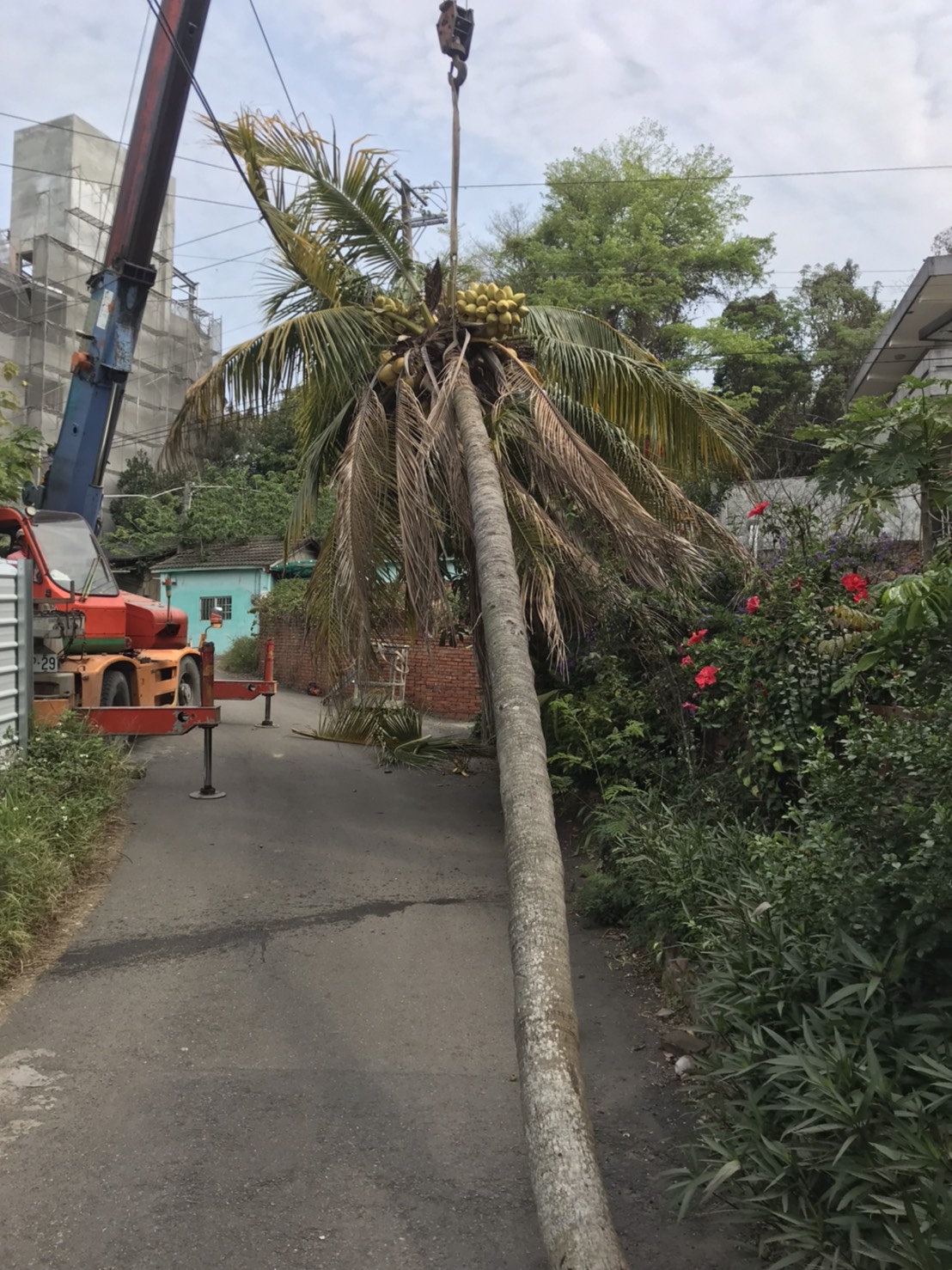 椰子樹修剪整理