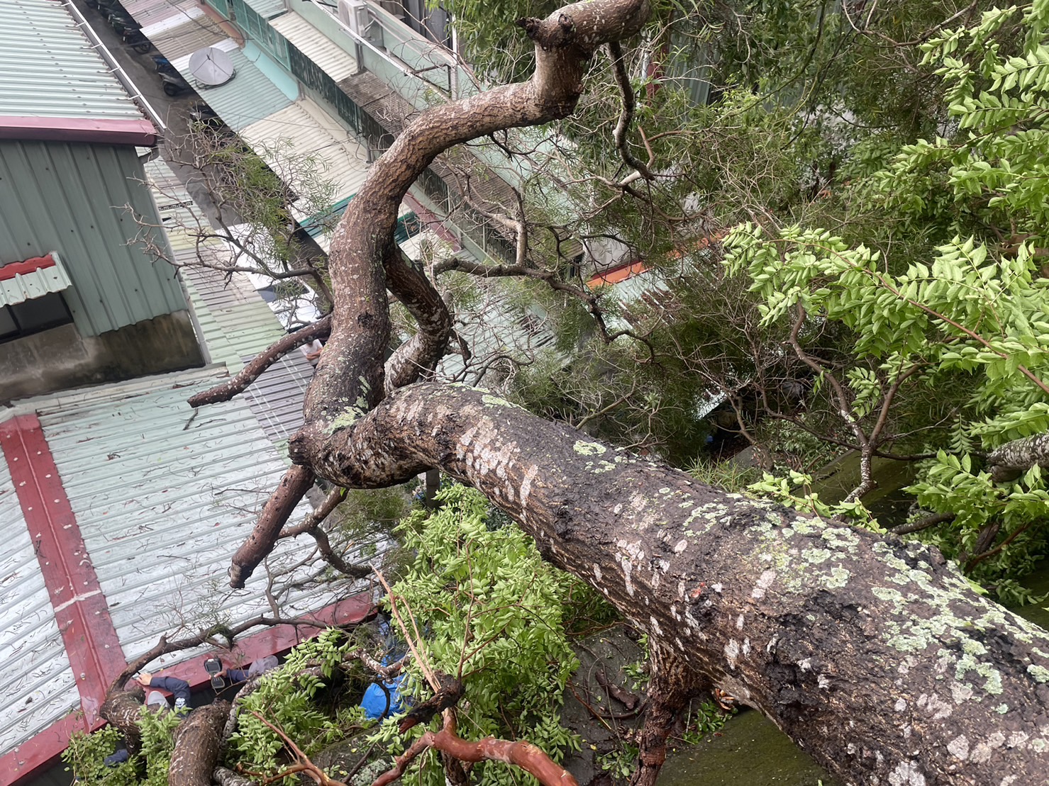 颱風樹木修剪